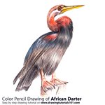 How to Draw an African Darter