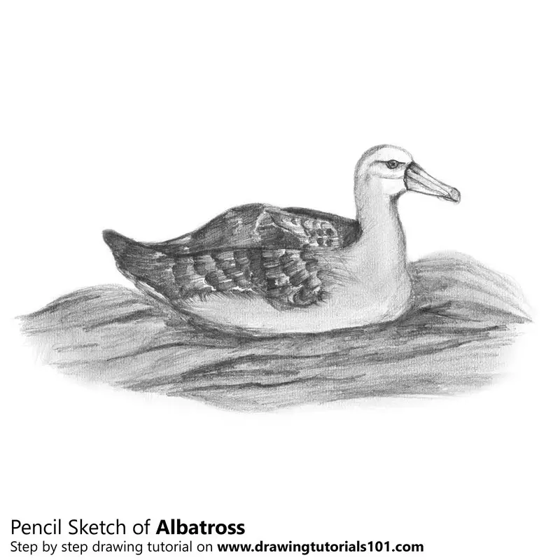 Pencil Sketch of Albatross - Pencil Drawing