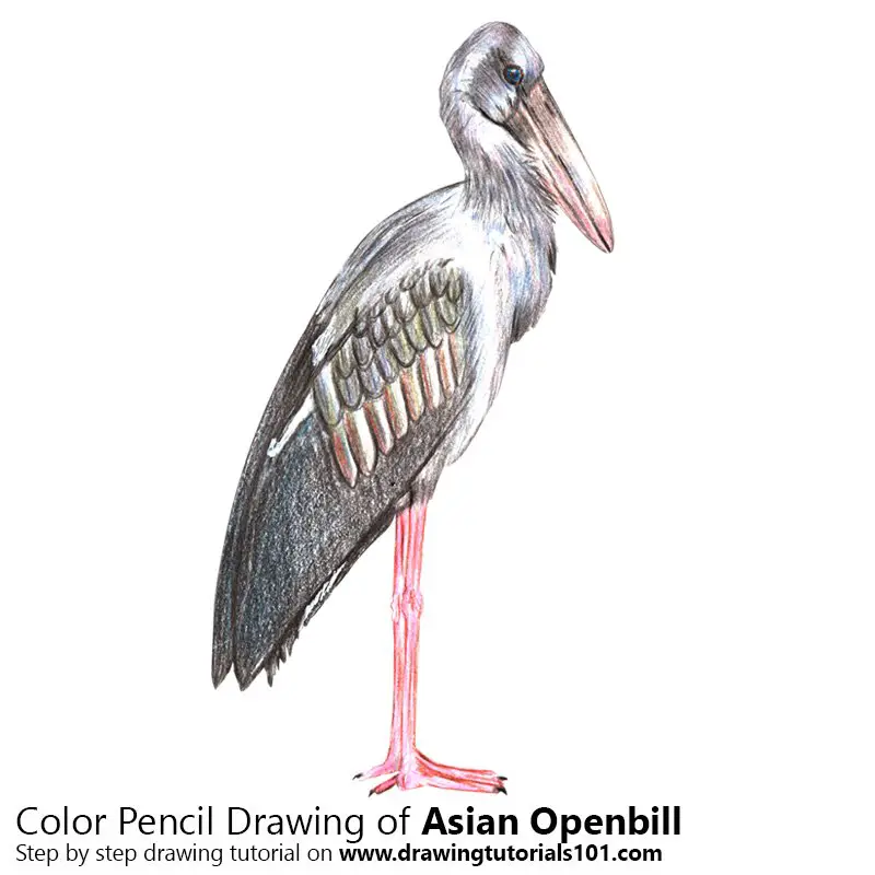 Asian Openbill Color Pencil Drawing