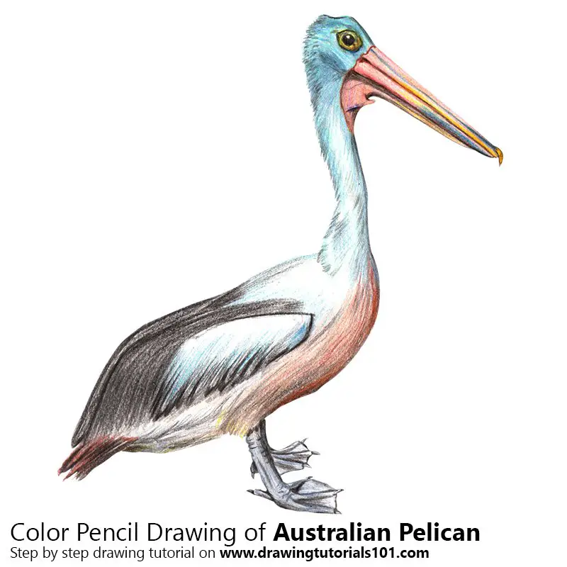 Australian Pelican Color Pencil Drawing