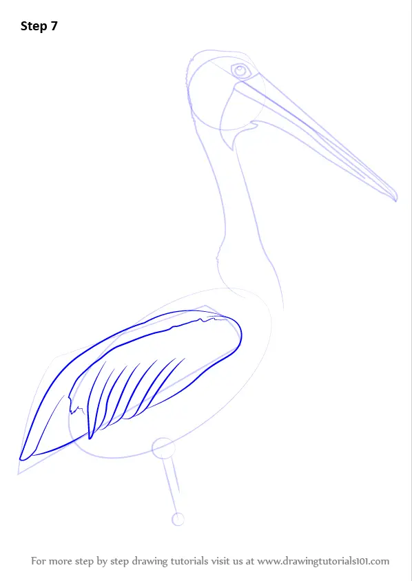 Learn How to Draw an Australian Pelican (Seabirds) Step by Step