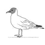 How to Draw a Black-Headed Gull