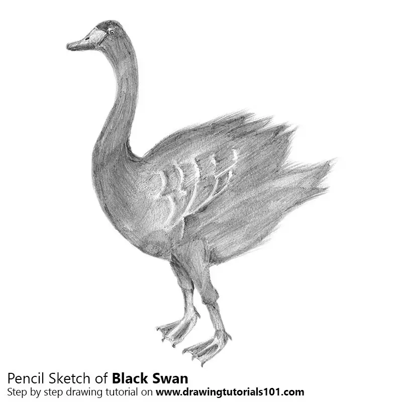 Pencil Sketch of Black Swan - Pencil Drawing