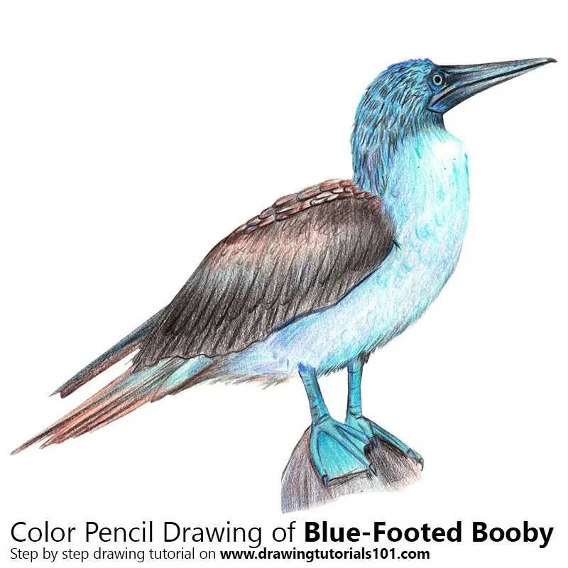 Blue-Footed Booby Color Pencil Drawing