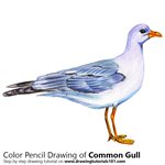 How to Draw a Common Gull