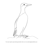How to Draw a Common Murre
