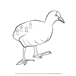 How to Draw a Coot