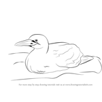 How to Draw a Gannet