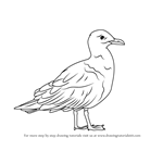 How to Draw a Glaucous Gull