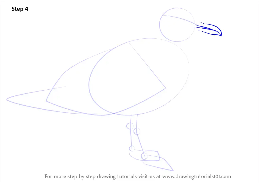 Learn How to Draw a Glaucous-winged gull (Seabirds) Step by Step ...