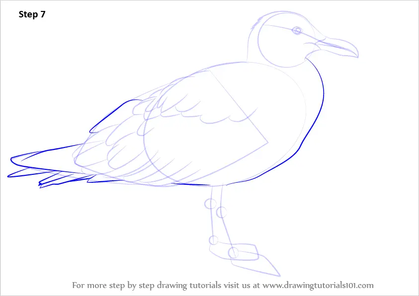 Step by Step How to Draw a Glaucous-winged gull : DrawingTutorials101.com