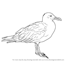 How to Draw a Glaucous-winged gull