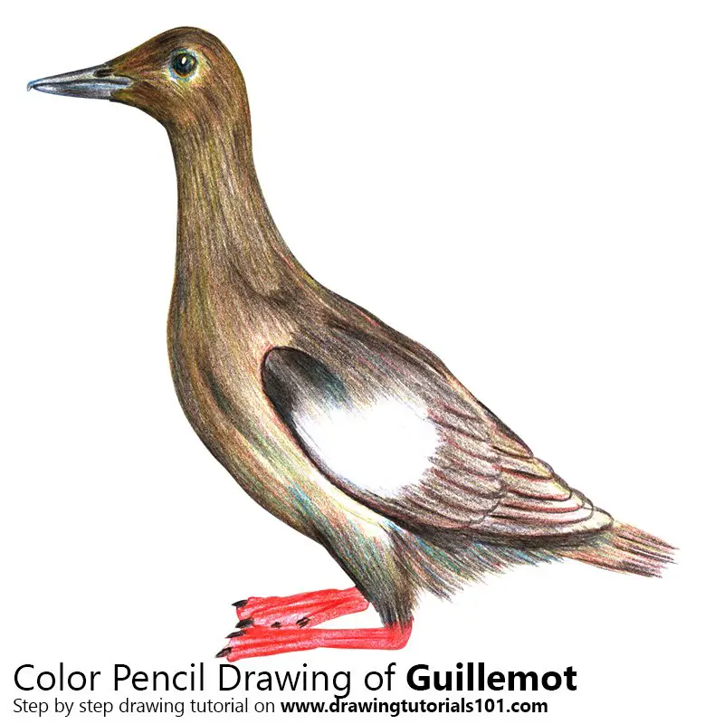 Guillemot Color Pencil Drawing