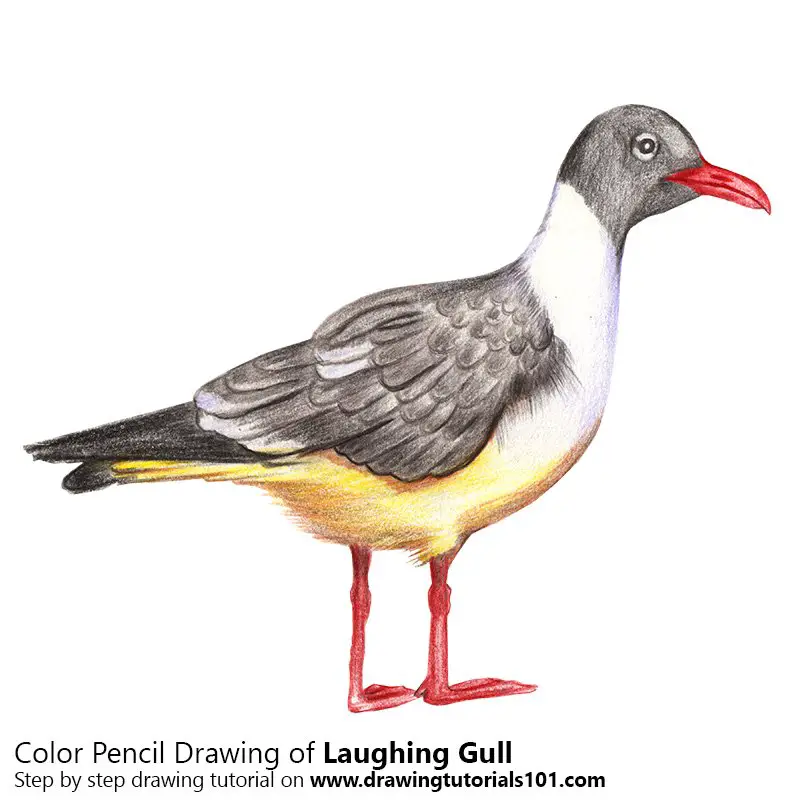 Laughing Gull Color Pencil Drawing