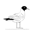How to Draw a Laughing Gull