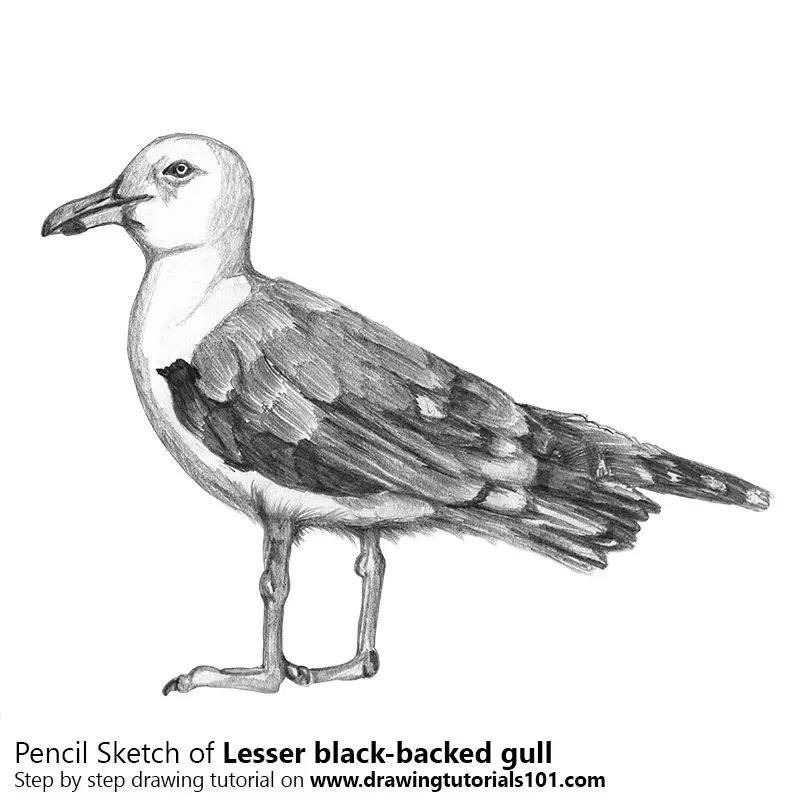 Pencil Sketch of Lesser black-backed gull - Pencil Drawing