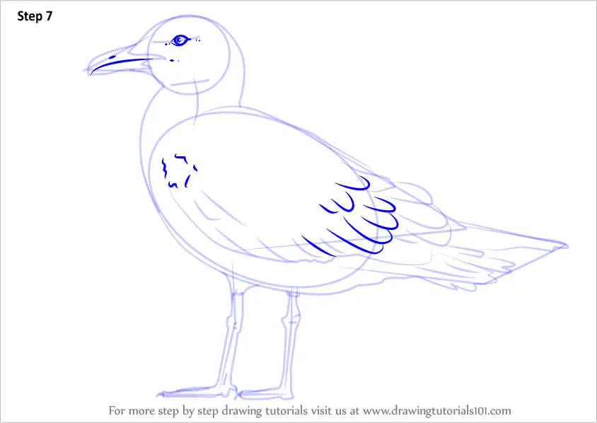 Learn How to Draw a Lesser black-backed gull (Seabirds) Step by Step ...