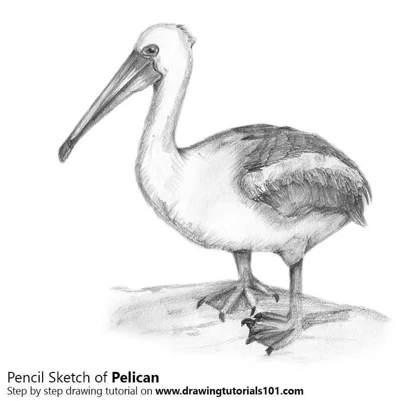 Pencil Sketch of Pelican - Pencil Drawing