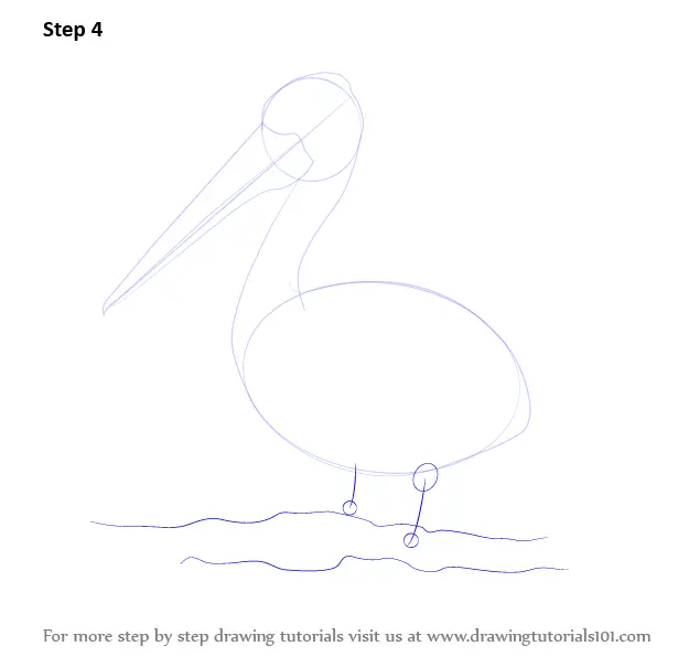 Learn How To Draw A Pelican Seabirds Step By Step Drawing Tutorials