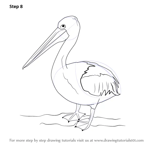 Learn How to Draw a Pelican (Seabirds) Step by Step Drawing Tutorials