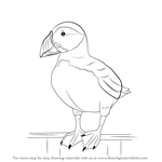 How to Draw a Puffin