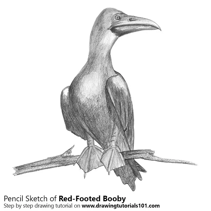 Pencil Sketch of Red-Footed Booby - Pencil Drawing