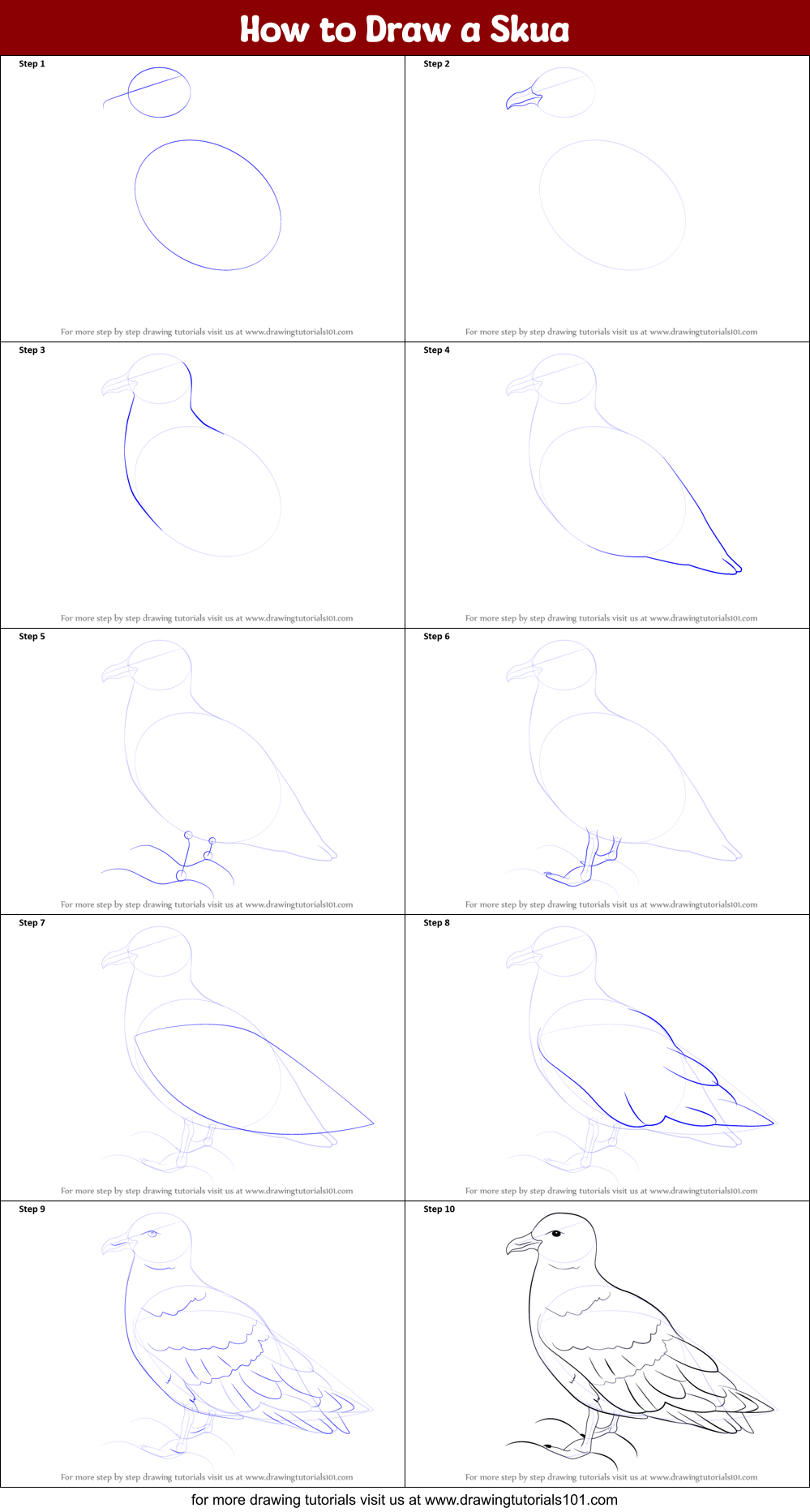 How to Draw a Skua printable step by step drawing sheet ...