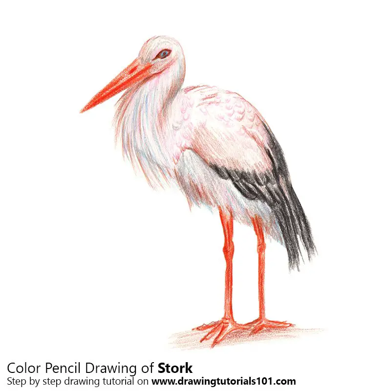 Stork Colored Pencils Drawing Stork with Color Pencils