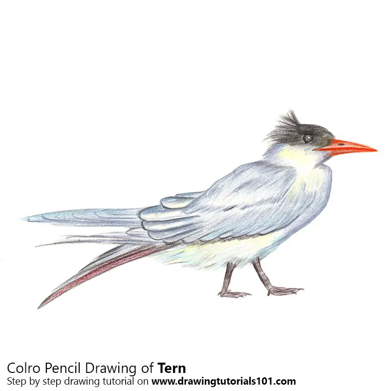 Tern Color Pencil Drawing
