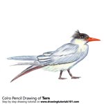 How to Draw a Tern