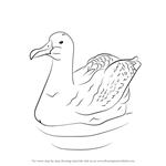 How to Draw a Wandering Albatross