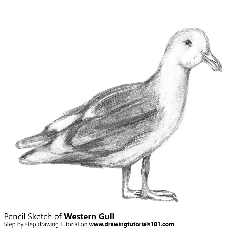 Pencil Sketch of Western gull - Pencil Drawing