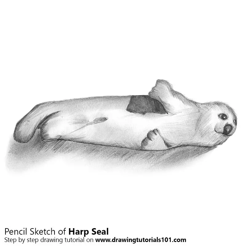 Pencil Sketch of Harp Seal - Pencil Drawing