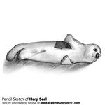 How to Draw a Harp Seal