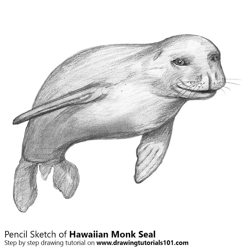 Pencil Sketch of Hawaiian Monk Seal - Pencil Drawing