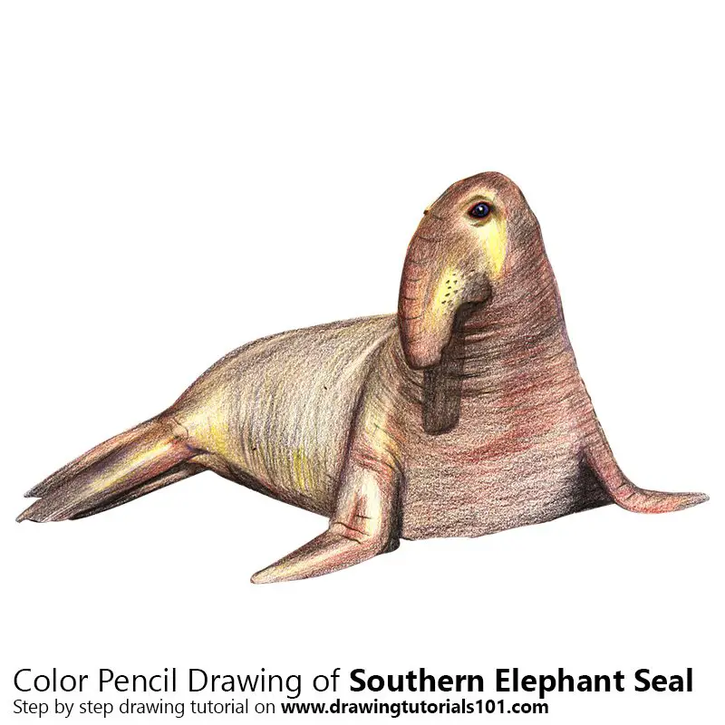 Southern Elephant Seal Colored Pencils Drawing Southern Elephant Seal