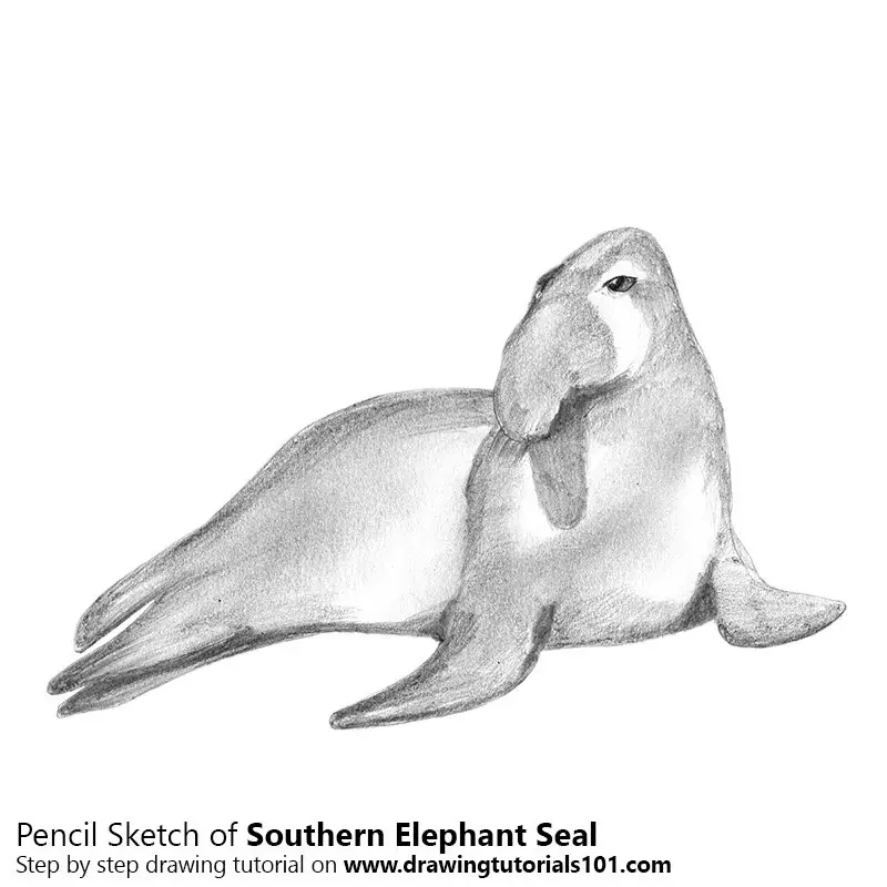 Pencil Sketch of Southern Elephant Seal - Pencil Drawing