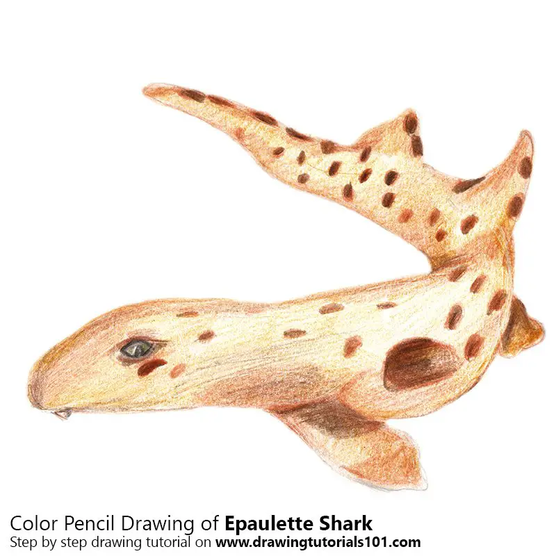 Epaulette Shark Color Pencil Drawing