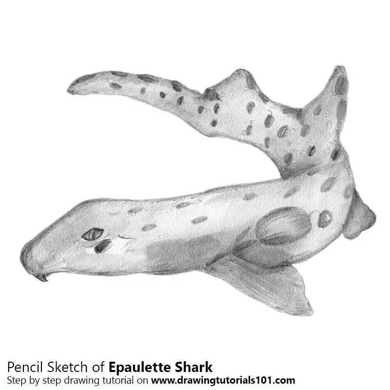 Pencil Sketch of Epaulette Shark - Pencil Drawing