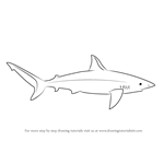 How to Draw a Galapagos Shark