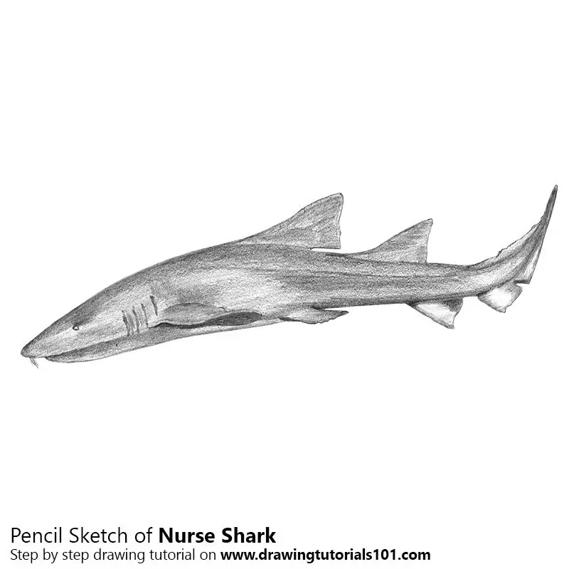 Pencil Sketch of Nurse Shark - Pencil Drawing