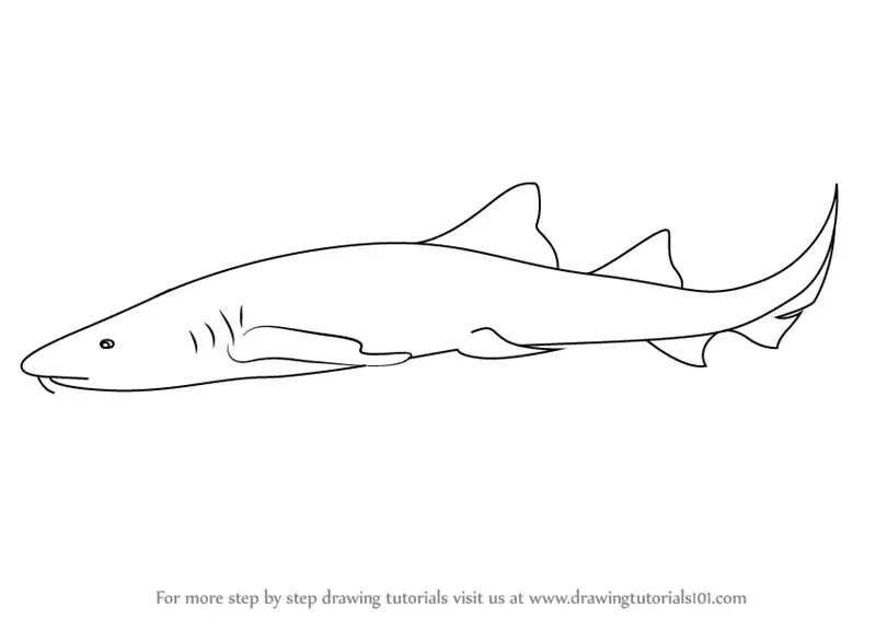 Learn How to Draw a Nurse Shark (Sharks) Step by Step : Drawing Tutorials