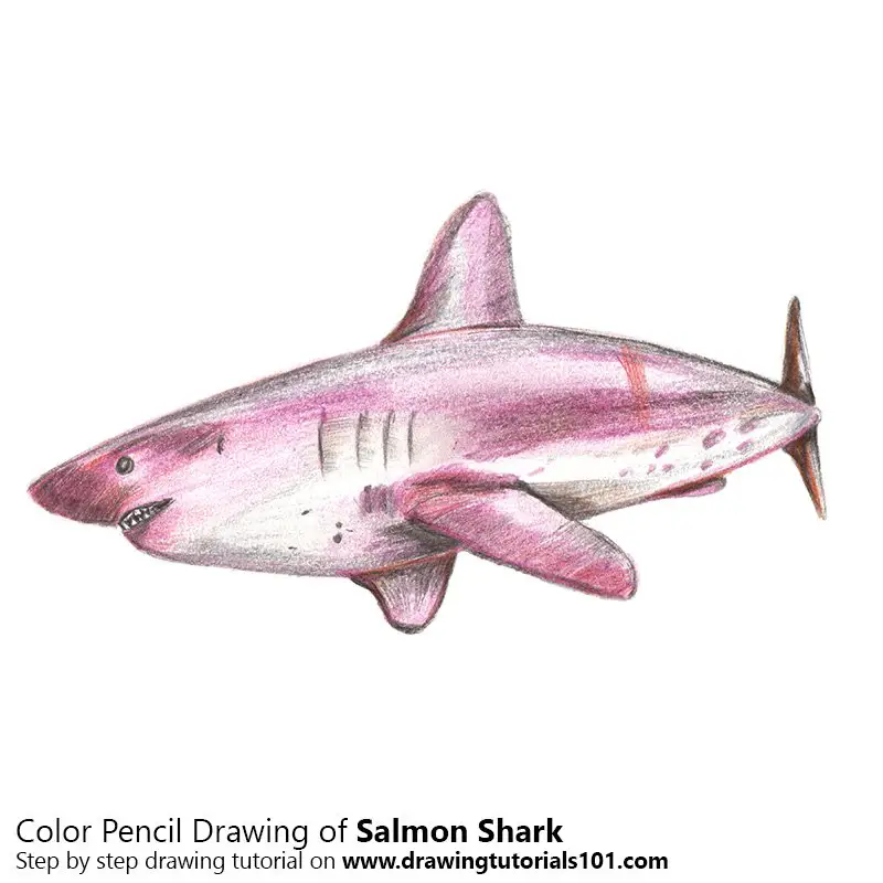 Salmon Shark Color Pencil Drawing