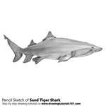 How to Draw a Sand Tiger Shark
