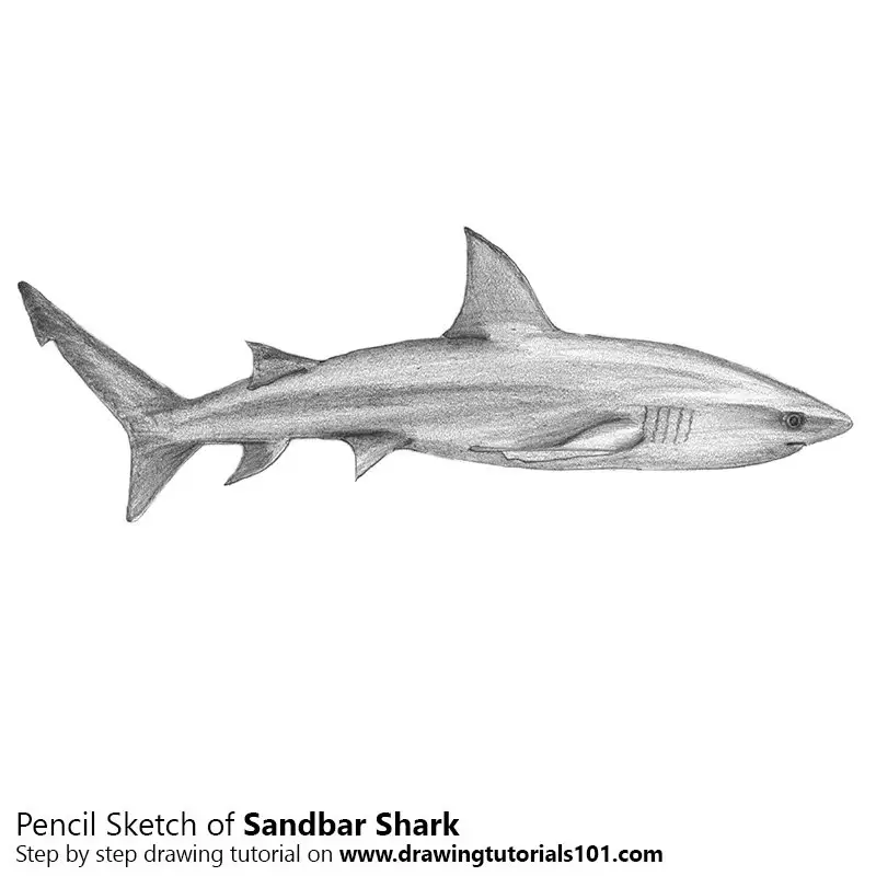 Pencil Sketch of Sandbar Shark - Pencil Drawing