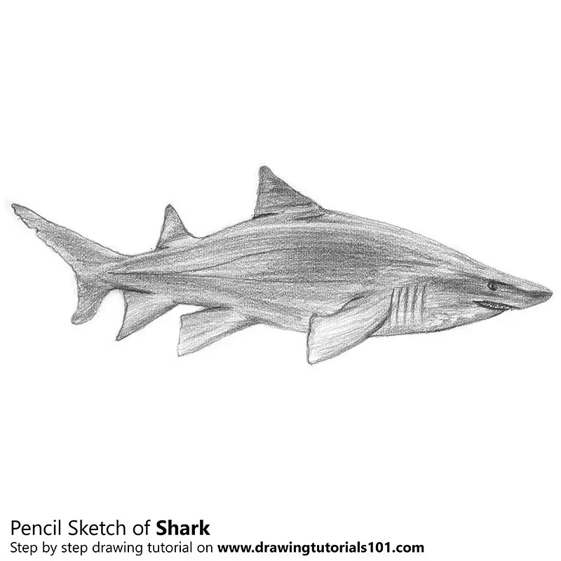 Pencil Sketch of Shark - Pencil Drawing