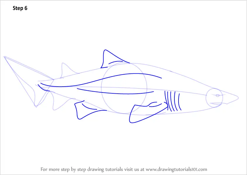 Learn How to Draw a Shark (Sharks) Step by Step : Drawing Tutorials