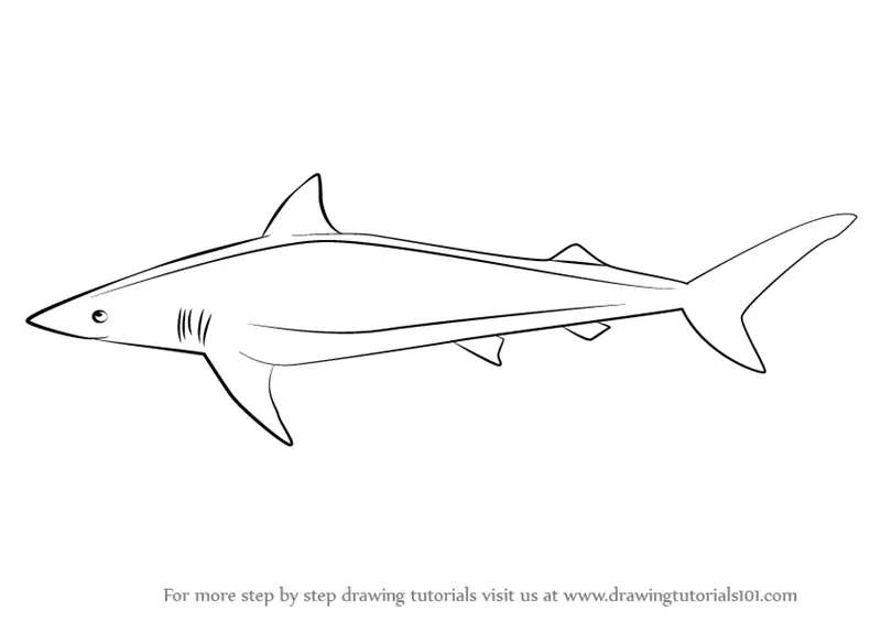 Learn How to Draw a Spinner Shark (Sharks) Step by Step : Drawing Tutorials