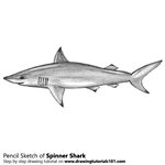 How to Draw a Spinner Shark