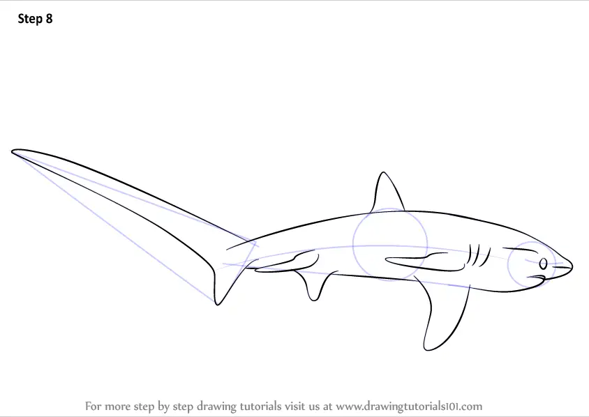 Learn How to Draw a Thresher Shark (Sharks) Step by Step : Drawing ...